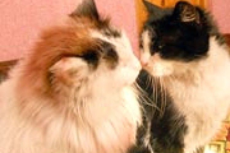 ФОТО НА КОНКУРС: сімейна ідилія