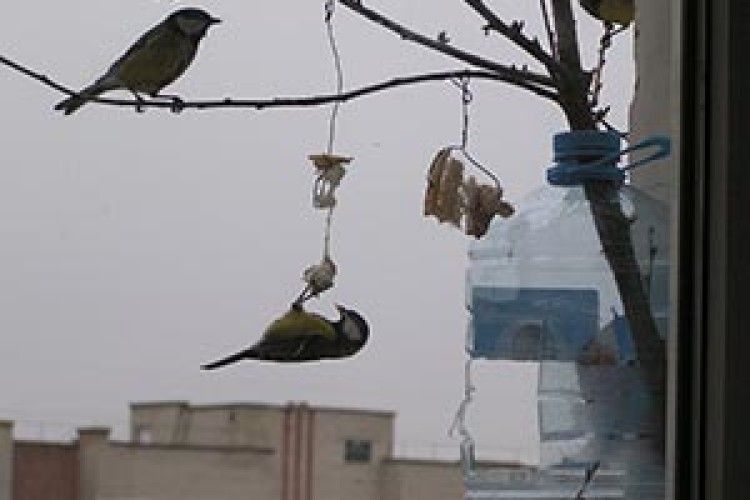 СИНИЧКИ-АКРОБАТИ