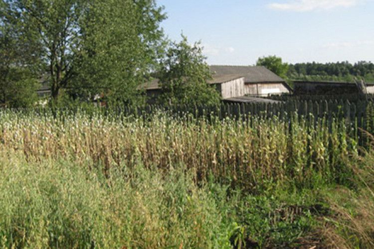 Наркомани на горохівського городі ріжуть маковиння...