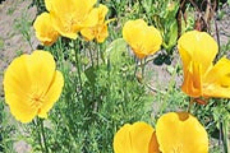 ПОГОДА: таке гаряче літо