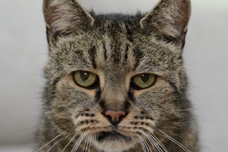 Помер найстаріший кіт на землі (фото)