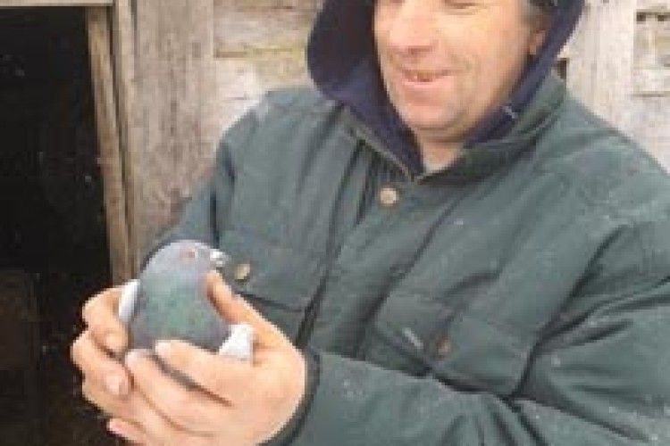 ОКАЗІЇ: польського голуба врятували від волинського кота