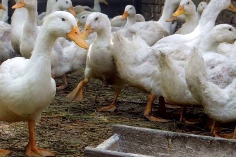 У Франції зафіксували спалах пташиного грипу