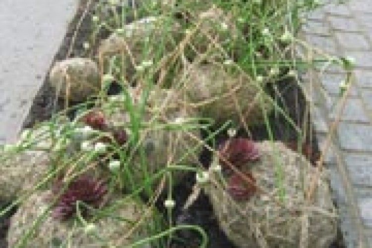ЛУЧАНКА ПРИВЕЗЛА ІЗ ДАНІЇ ДВІ МЕДАЛІ