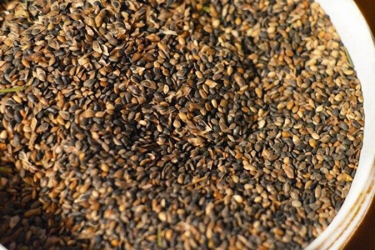 Одна шишка – п’ять сосон: волинські лісівники почали заготовляти насіння