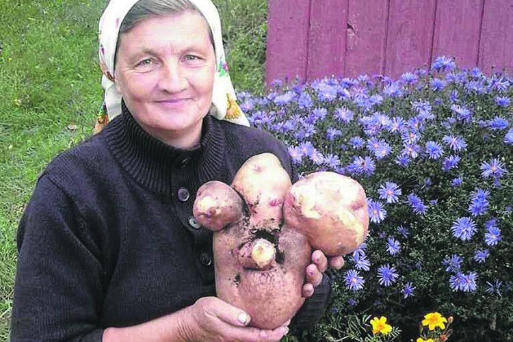 Найбільша в Україні  картоплина  знову виросла на Волині