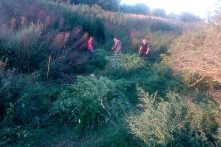 Плантацію конопель виявила… журналістка (фото)