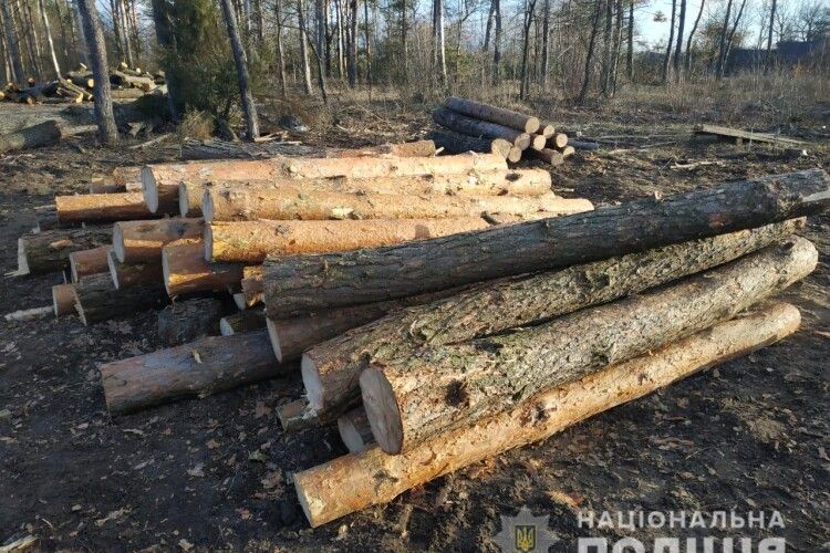 26 зрізаних під Кухітською Волею сосен знайшли на пилорамі аж на хуторі Скоморохи