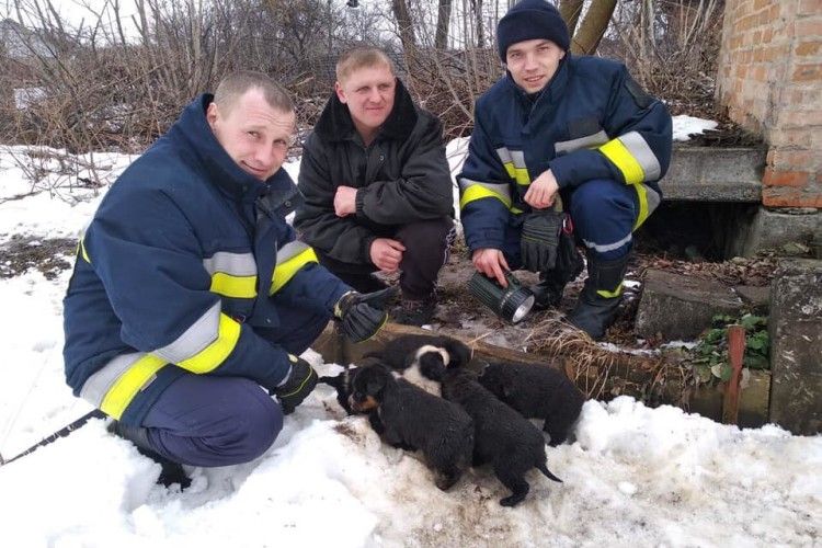 Бійці ДСНС врятували шістьох цуценят, яких нелюди намагалися втопити у вигрібній ямі (фото)