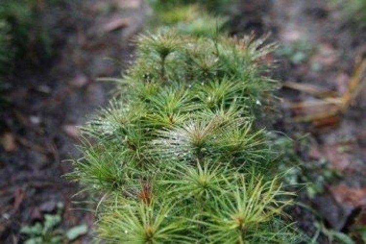 У лісових розсадниках Волині найбільше виростили сіянців сосни та дуба