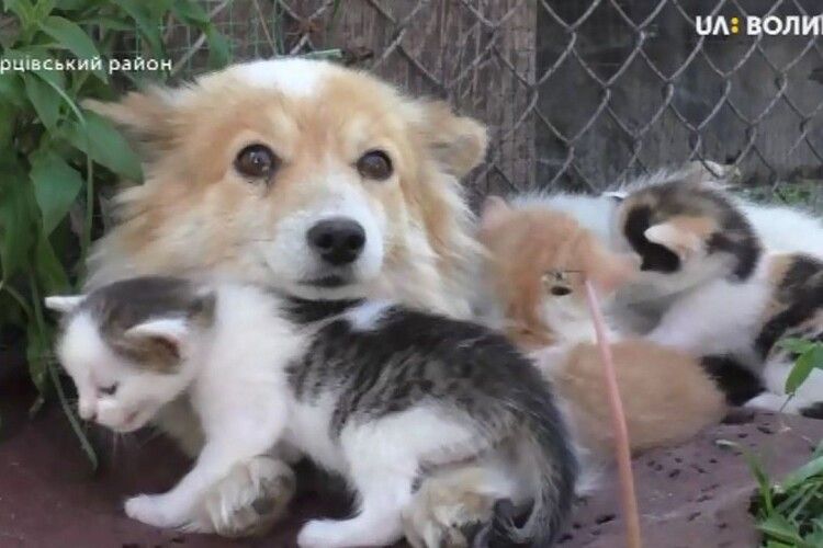 Собачка Білка відібрала у кицьки кошенят і вигодовує їх (ВІДЕО)