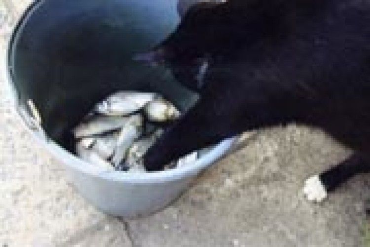 ФОТО НА КОНКУРС: Боніфацій на рибалці