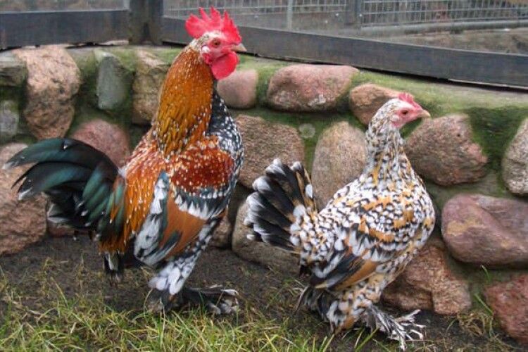 У Польщі суд відмовився визнати декоративних курей домашніми тварини