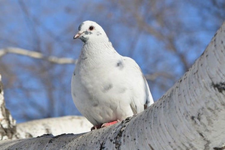 Біла голубка зі смутком на крилі