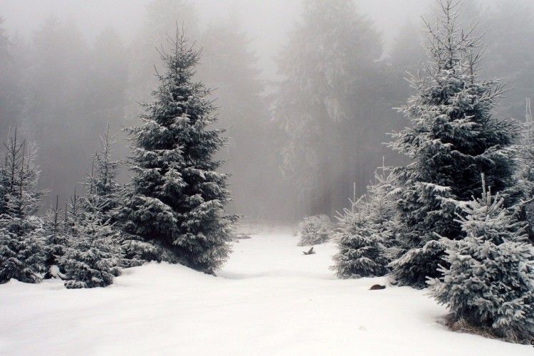 У Києві вже з другого січня прийматимуть на переробку новорічні ялинки