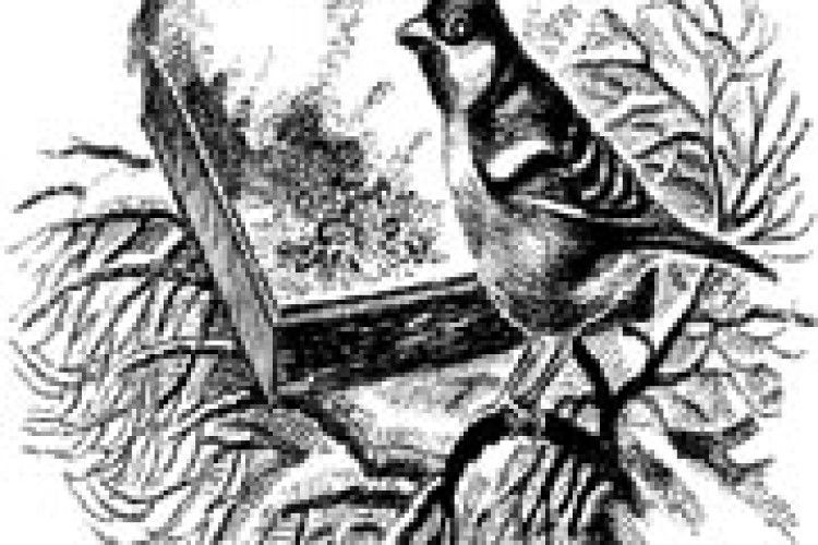 ПОГОДА: лютий розлютився