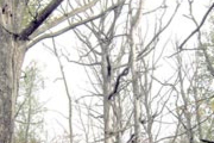 ЧОМУ ВМИРАЮТЬ СВАЛОВИЦЬКІ ДУБИ?