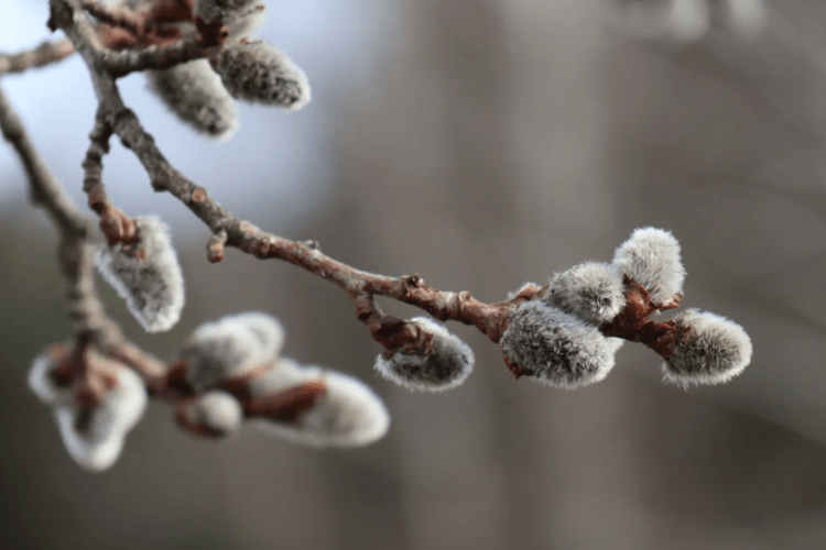 Погода на Волині: зима сипнули в лице весні мокрим снігом