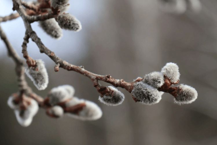 Якою буде погода на Волині у Вербну неділю