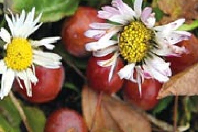 КОЛЕКЦІЯ АНОМАЛІЙ: я принесу тобі січневі маргаритки...