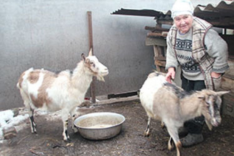 ПРИРУЧИЛА КОЗУ-ДЕРЕЗУ. А ПОТІМ ЇХ СТАЛО 57!