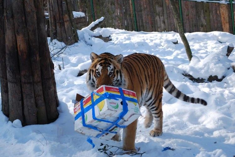 Рівненський тигр сказав «Дя-ку-ю-ррр…!» за ящик бананів