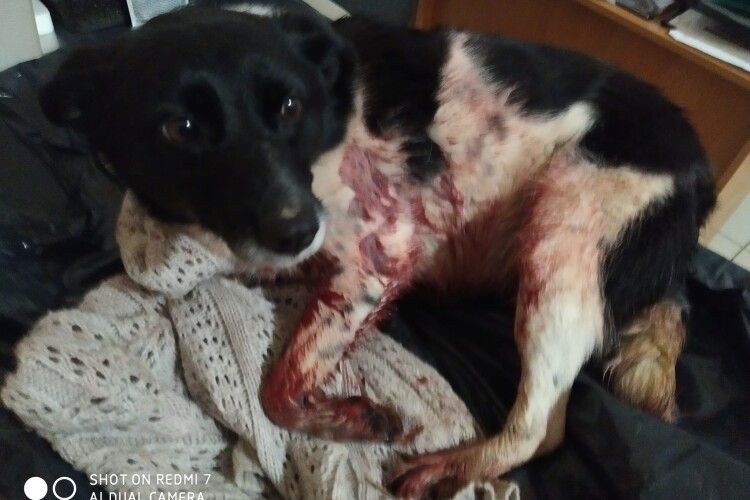 Біля Луцька з дробовика нелюди розстріляли собаку (Фото 18+)