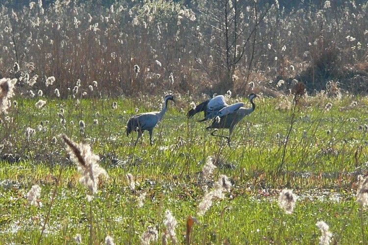 З Чортового болота – у вирій, збираються незабаром гайнути журавлі Цуманської пущі