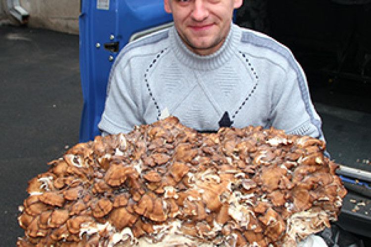 ОЦЕ ТАК ГРИБНИЦЯ!