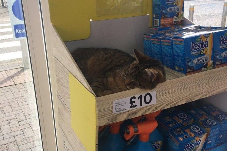 Мережу «підірвав» котяра, який сам себе продавав у супермаркеті за 10 фунтів