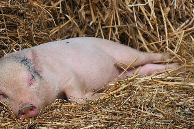 «Люди колють здорових свиней, бо налякані»: на Волині не можуть визначити, від чого масово здихають тварини