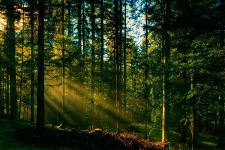 Волинські прокурори змогли повернути у держвласніть понад 21 гектар лісових земель