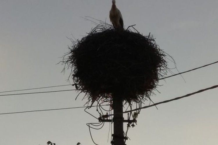 Нелюди розстріляли пару лелек