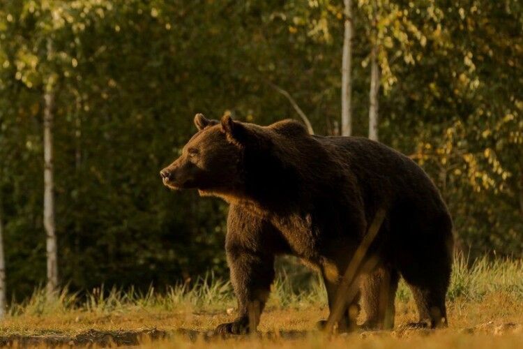 Принца Ліхтенштейну підозрюють в лютому браконьєрстві: буцімто, свідомо застрелив найбільшого в ЄС ведмедя