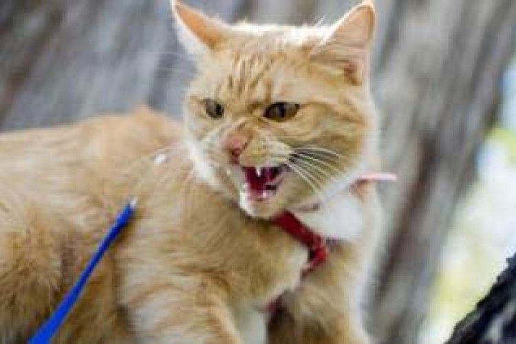 У Ковелі виявлено сказ?