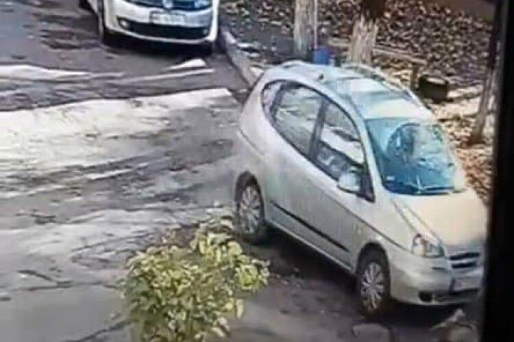 У Рівному водій жорстоко вбив кота 