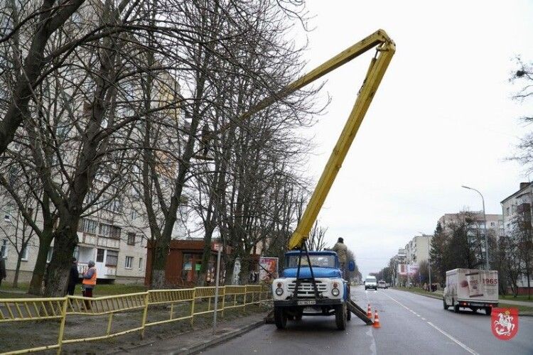 У Володимирі взялися за обрізання дерев (Фото)