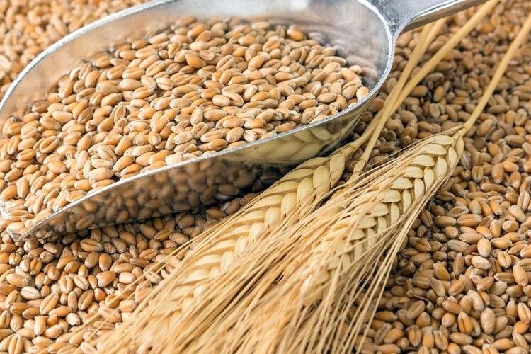 Запасів пшениці на Землі залишилося всього на 10 тижнів, – ООН