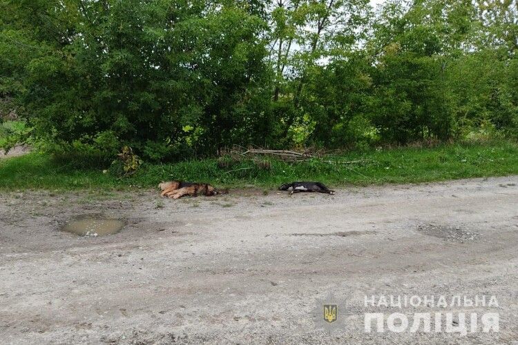 Волинянин серед білого дня застрелив двох собак своїх сусідів (Фото 18+)