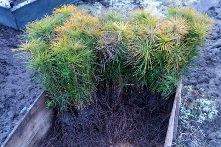  У Шацькому національному парку посадили перші 8 тисяч дерев