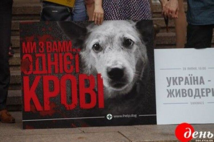 В Україні вводять штрафи і тюремні терміни за знущання над тваринами