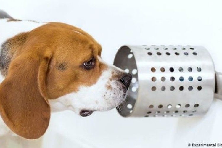 Собаки здатні «діагностувати» рак легенів у людини