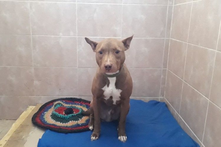 У Луцьку бійцівський пес Рудик страждає через свій янгольський характер