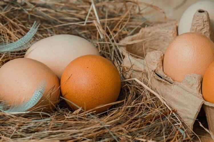 В Україні стрімко скорочується виробництво яєць