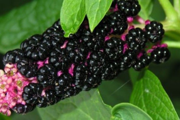 Маленьку волинянку ледь не погубила декоративна рослина 