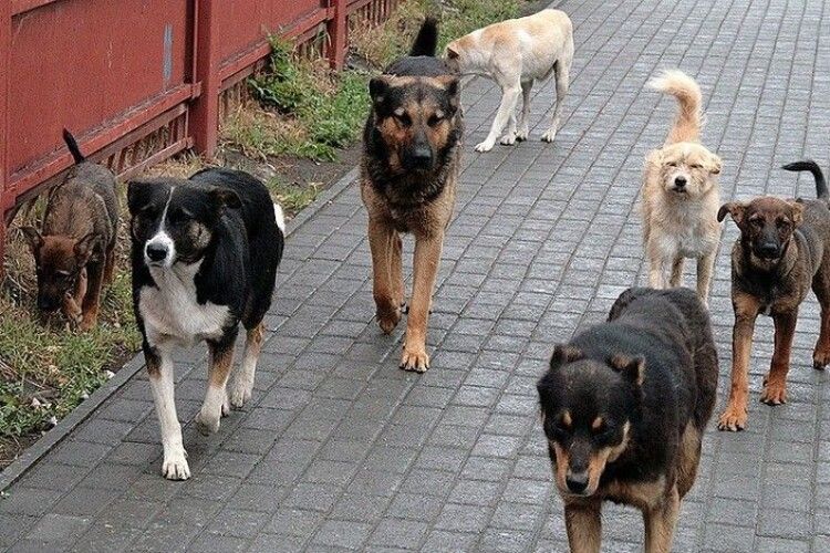 У громаді на Волині відловлять бродячих собак