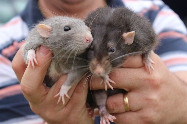 Науковці довели, що пацюки вміють «домовлятися»