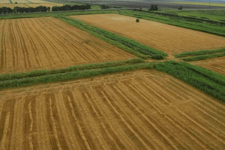 Тріо «фермерів» під прицілом: у Луцькому районі незаконно засіяли державну землю кукурудзою