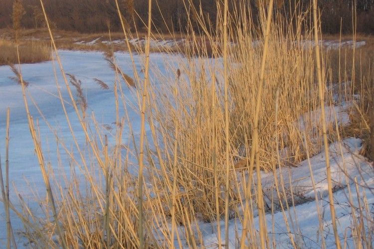 Спадкоємці волинського підприємця занедбали земельну ділянку зі ставком вартістю 4 млн грн 