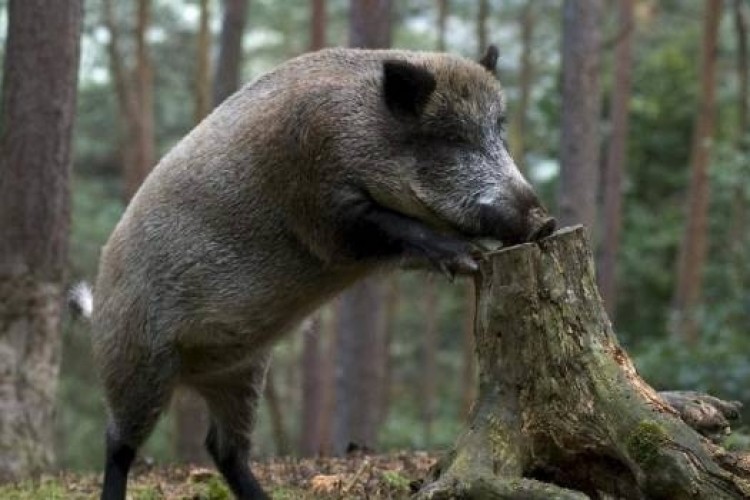 Спалахів африканської чуми свиней на Волині не зафіксовано